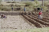 Agriculture in Peruvian puna 